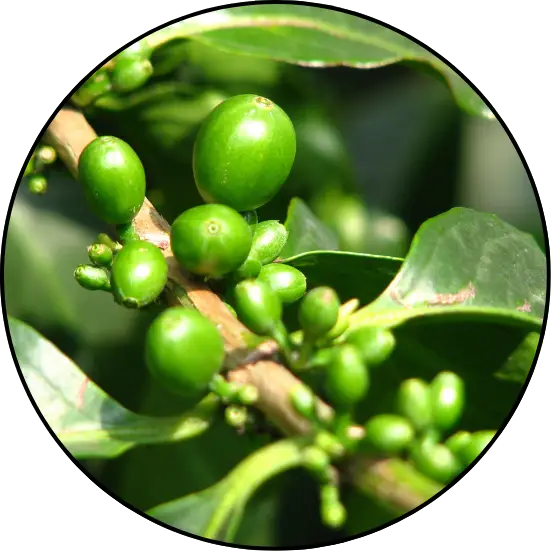 Café verde en Immunocal Optimizer Performance, energía metabólica constante y antioxidantes para un rendimiento sostenido.