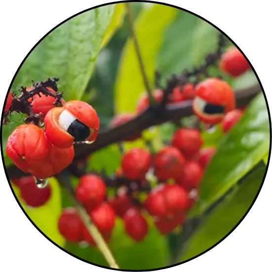 Guaraná en Immunocal Optimizer Performance: energía rápida y sostenida sin bajones, ideal para potenciar tu rendimiento físico y mental.